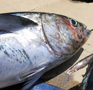 East Cape Tuna
